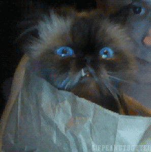 Baby GIF. Schattig Baby Gifs  Gif Vos Animatie overheersing highdef Animatie overheersing Vos adhd 