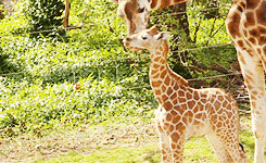Baby GIF. Baby Gifs Mooi Kim kardashian Kardashian 