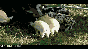 Baby GIF. Dieren Baby Gifs Cheetah 
