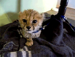Baby GIF. Baby Gifs 