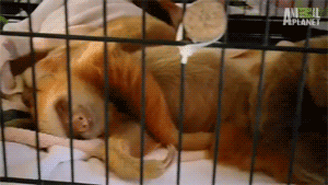 Baby GIF. Baby Engel Prinses Gifs Miss een Jia Gif: missen Ik bracht 80 jaar het verplaatsen 
