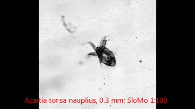 Ijs Baby Sneeuw Gifs kind kleuter schattige baby grappige kinderen 