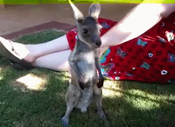 Disney Film Baby Verwarde Gifs 