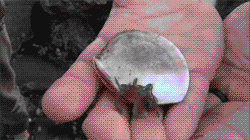 Baby GIF. Dieren Baby Gifs Cheetah 