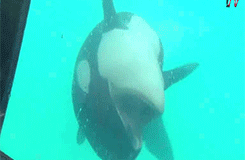 Baby GIF. Orka Baby Gifs Orca Kalf Marineland Keijo 