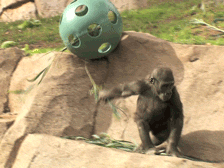 Baby GIF. Zwemmen Baby Bewegend Gifs Dier Zeeschildpad 