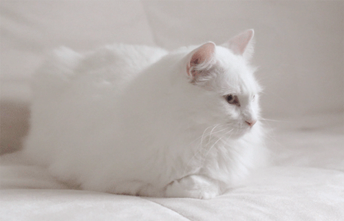 Baby Engel Prinses Gifs miss een jia gif: missen Ik bracht 80 jaar het verplaatsen 