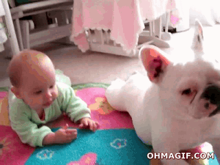 Dieren Bulldog Baby Gifs Hond vloer kruipen interessant 