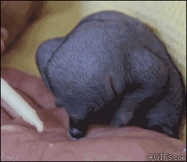 Baby GIF. Dansen Baby Gifs Commando 