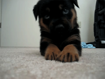 Dieren Schattig Baby Egel Gifs geeuw 
