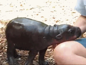 Baby GIF. Cartoons Baby Lol Gifs Plezier Animatie Celebs Gif Animatie overheersing highdef Foxadh 