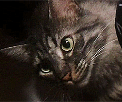 Baby GIF. Grappig Baby Gifs Wtf Haha Zuigeling Grappig s Lol s Haha s Wtf s De baby s 