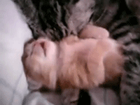 Baby GIF. Dieren Nachtmerrie Schattig Baby Kat Omhelzing Gifs Youtube S Slaap Katje Fotoset Et 