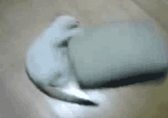 Baby GIF. Baby Geld Gifs Zwart en wit Idgaf 