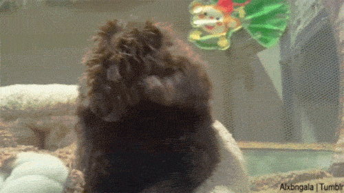 Schattig Demi lovato Baby Gifs mooi lach aw schattig gif lach gif Demi Lovato gif lova 