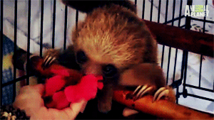 Baby GIF. Dieren Leeuwen Afrika Natuur Wild Baby Giraffe Gifs Dier Baby&amp;#39;s Kalf 