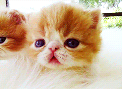 Baby GIF. Liefde Schattig Baby Wit Zwart Kus Gifs Filmsterren Ryan gosling  U Mij Zwart en wit Koppels Bby 