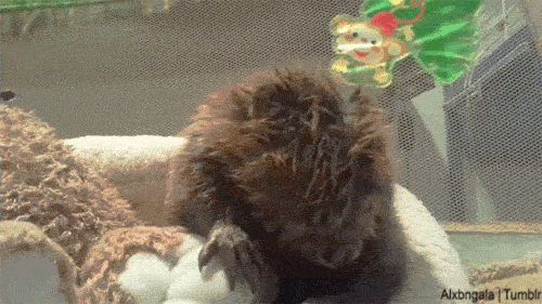Ijs Baby Sneeuw Gifs kind kleuter schattige baby grappige kinderen 