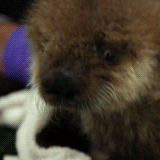 Baby GIF. Baby Lelijk Gifs Filmsterren Tina fey Vreemd Snl Rachel dratch 
