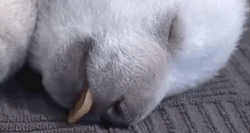 Baby GIF. Baby Engel Prinses Gifs Miss een Jia Gif: missen Ik bracht 80 jaar het verplaatsen 
