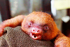 Baby GIF. Baby Gifs Gelukkige verjaardag Freecocaine Ava gardner 
