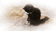 Baby GIF. Muziek Televisie Baby Golf Jim Stephen Gifs Hop He Politiek Weten Colbert Washington 