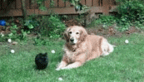 Baby GIF. Baby Gifs Parken en rec 