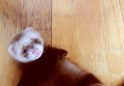 Baby GIF. Disney Film Baby Verwarde Gifs 