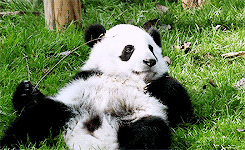 Baby GIF. Katten Baby Kat Gifs Vliegend 15folds Daddy November2012 Superheros Ustwo 