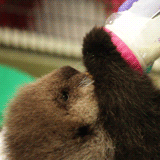 Baby GIF. Baby Otter Gifs 