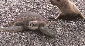 Baby GIF. Baby Gezicht Gifs Mijl Slapende baby 