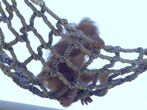 Baby GIF. Melk Baby Gifs Bg Aziatische baby De koreaanse baby Schattig 33 