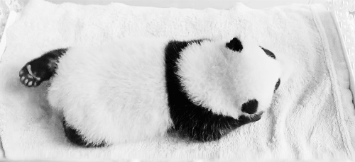 Baby Gifs gelukkige verjaardag freecocaine Ava Gardner 