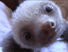 Baby GIF. Baby Gifs Huur Parel De verhuurder De huur wheres 