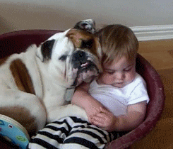 Baby GIF. Orka Baby Gifs Orca Kalf Marineland Keijo 
