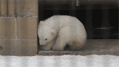 Baby GIF. Liefde Snoep Film Abbie Baby Tv Gifs Filmsterren Heath ledger Paar Paradijs Niet mijn Mijn liefde 