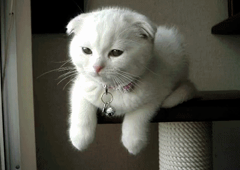 Liefde Baby Kat Gifs snuffelen 