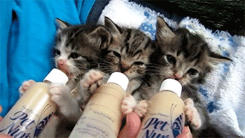 Muziek Artiesten Beyonce Baby Gifs animatie celebs nieuws gif animatie overheersing highdef carto 