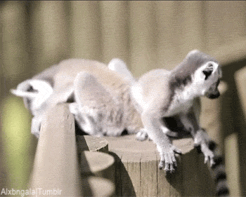 Tien Baby Tv Gifs heet arts die David Tennant tiende arts dw tennant Hij is zo schatti 