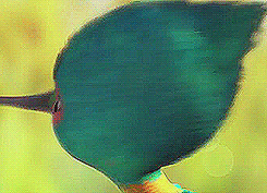 Baby GIF. Baby Gifs Vos Animatie overheersing highdef Animatie overheersing Vos adhd Uitdrukking Vi 