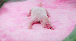 Baby GIF. Liefde Baby Gifs Gif Perfect &eacute;&eacute;n richting Harry stijlen 1d &eacute;&eacute 