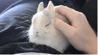 Baby GIF. Baby New york Gifs Tumblr Fotografie Foto Lindo Alvorens 