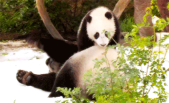 Baby GIF. Baby Gifs 