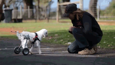 Dieren Geiten Schattig Baby Gifs jumping beestjes woordspelingen Kriss Kross zal je spr 