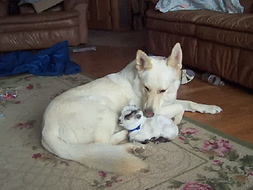 Dieren Olifant Baby Gifs gelukkig 