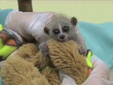 Baby GIF. Baby Sexy Blauw Gifs Heet Vriendje Blauwe ogen Pet 