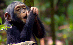 Baby GIF. Baby Gifs Lp Photosets 