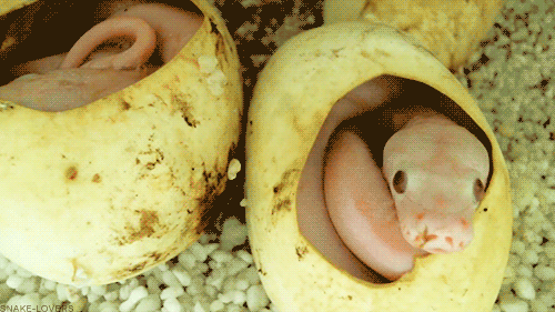 Baby Tv Gifs reactiongifs MRW 