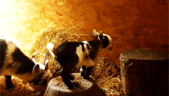 Artiesten Miley cyrus Baby Gifs de baby gif 