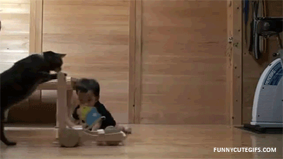 Dieren Baby Leeuw Gifs partij zo hongerig hes slechts een kleine zebra leeuw probeert bab 
